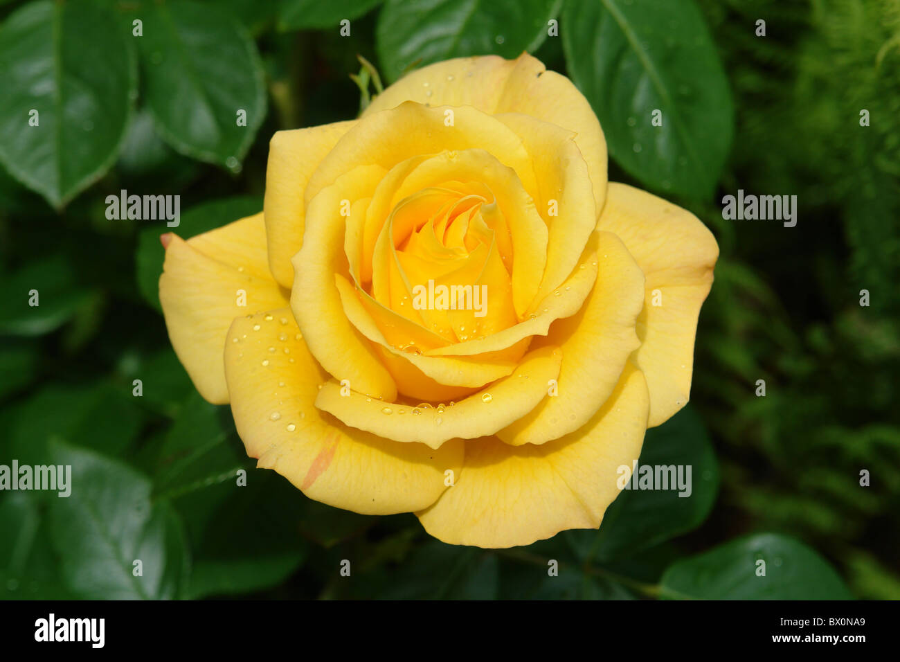 Rosa 'goldenen Strauß"genommen in Calderstones Park, Liverpool, Merseyside, England, Vereinigtes Königreich Stockfoto