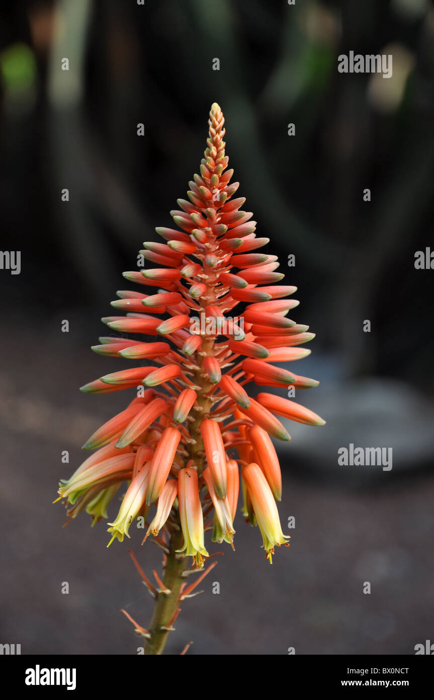where to get aloe vera gel Beauty by Earth Aloe Vera Gel