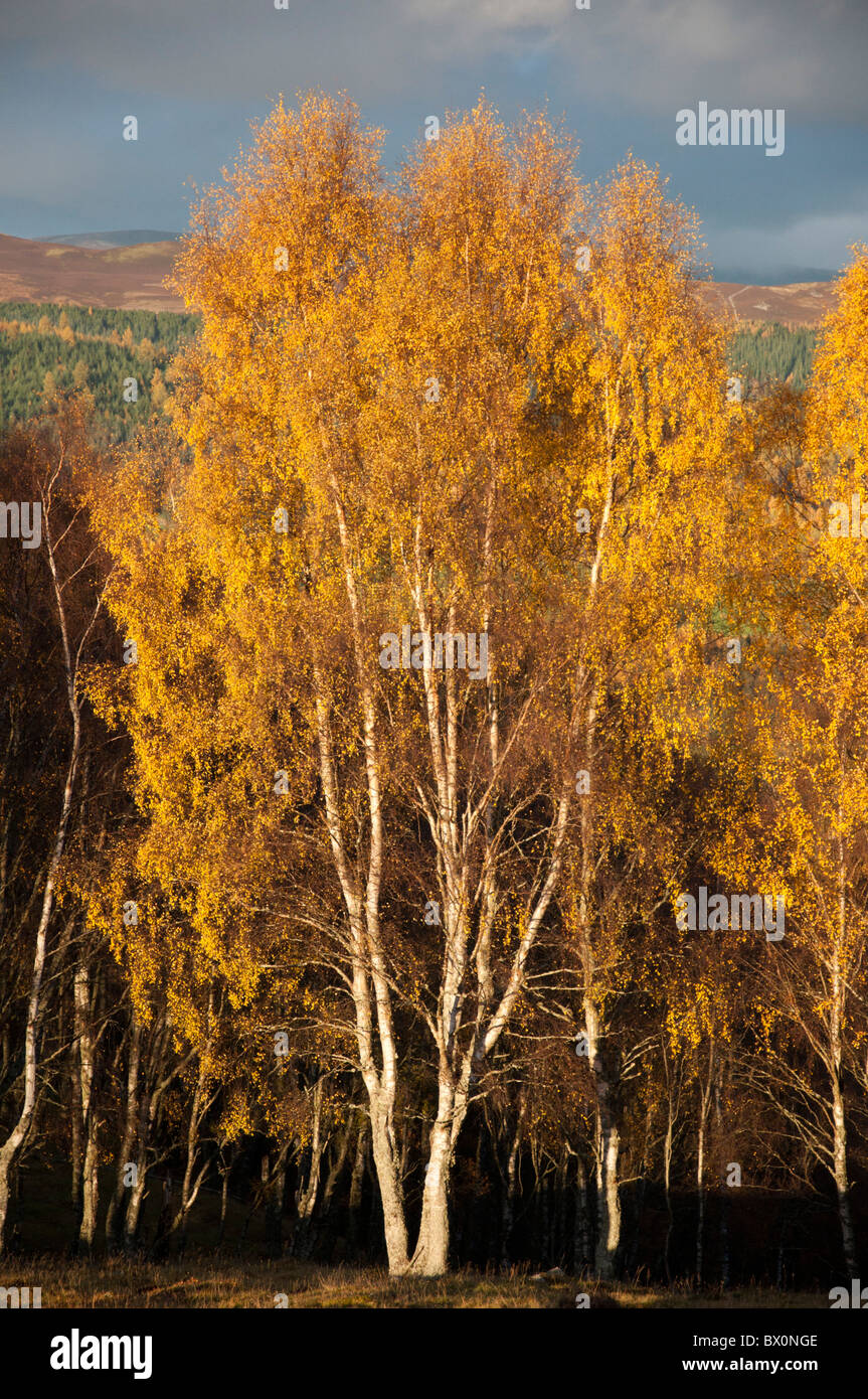 Silber-Birken in herbstlichen Farben. Stockfoto