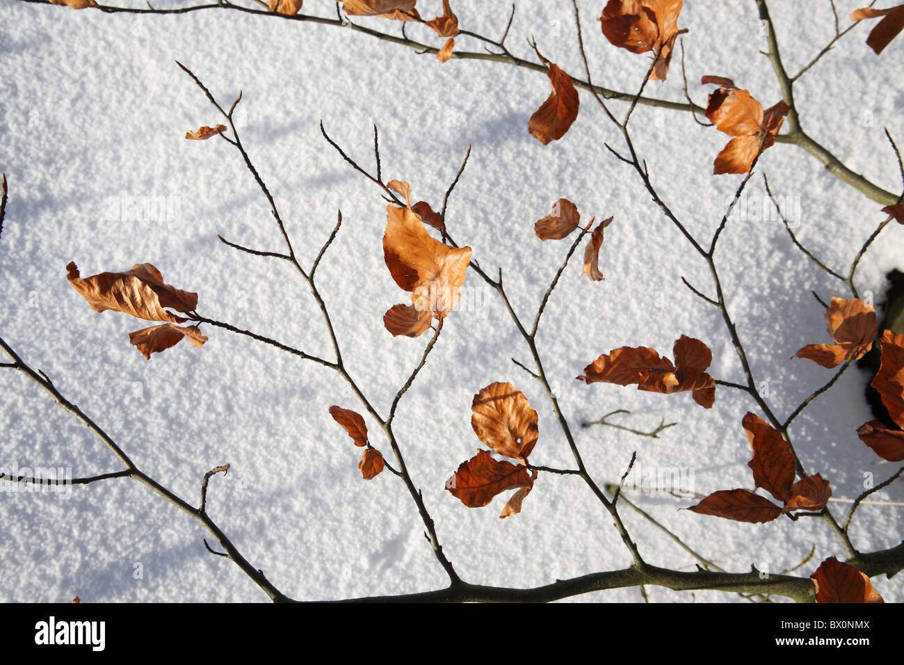 Braune Blätter gegen weißen Schnee Stockfoto