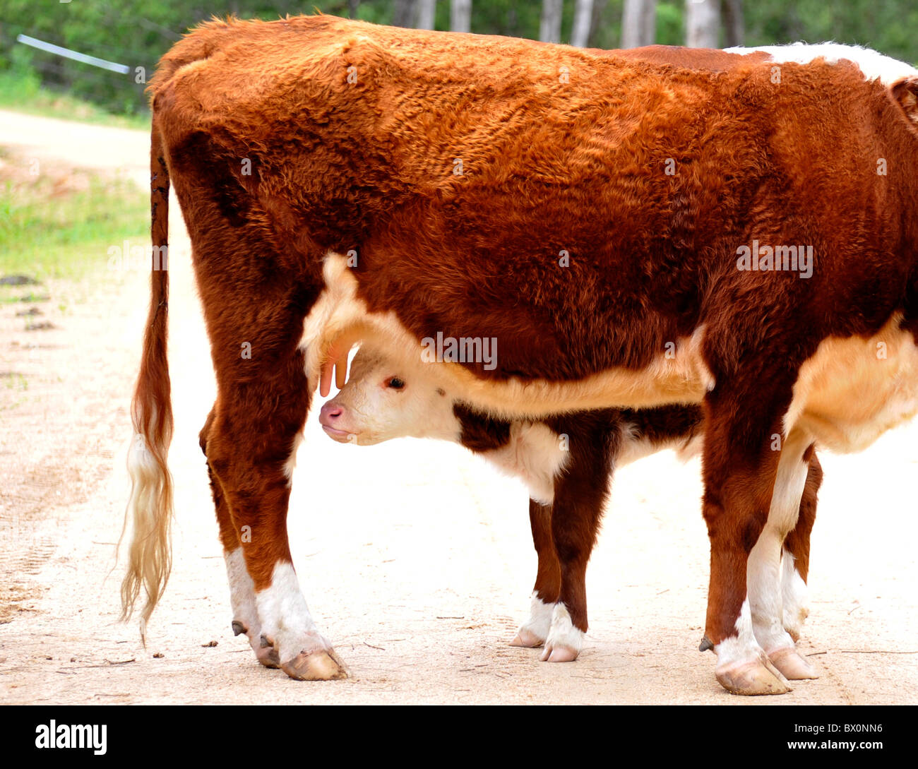 Hereford Kuh und Kalb Stockfoto