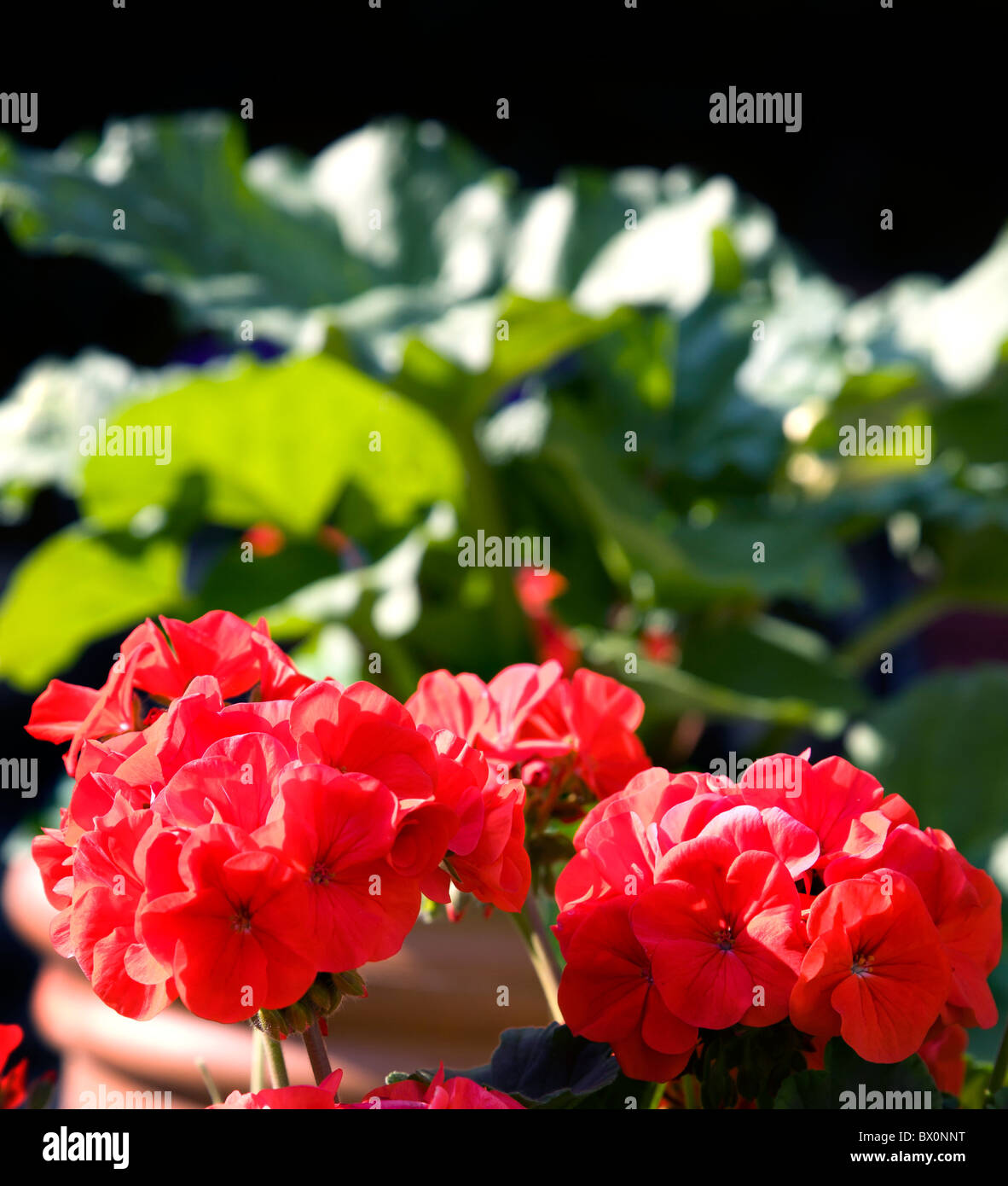 Geranium Stockfotos und bilder Kaufen Alamy