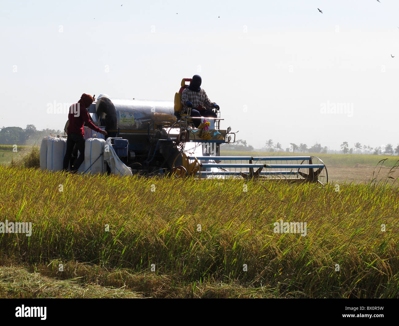 Erntemaschine auf Reisfeld in Zentralthailand Ebene. Stockfoto