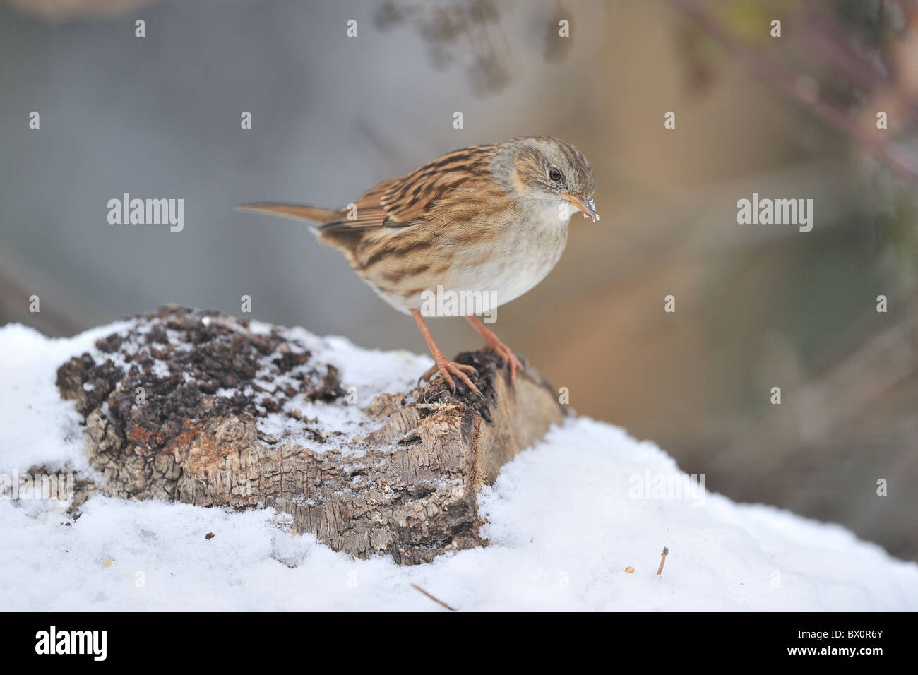 Heckenbraunelle beobachtet - Hedge beobachtet - Hedge-Spatz (Prunella Modularis) auf der Suche nach Nahrung im Schnee im winter Stockfoto
