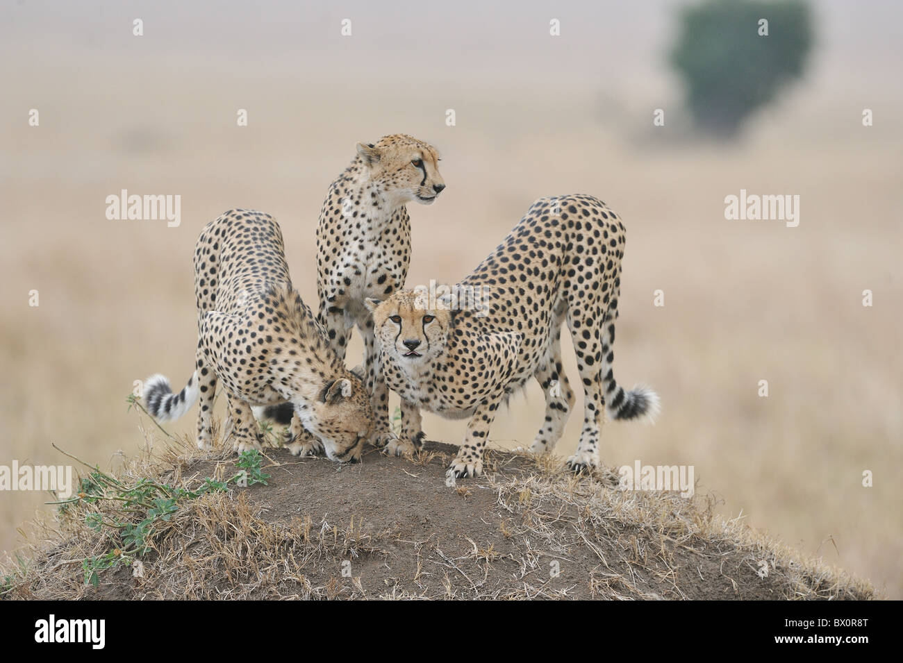 Gepard (Acinonyx Jubatus) die "drei Brüder", stehend auf einer Termite Hügel - Massai Mara - Kenia Stockfoto