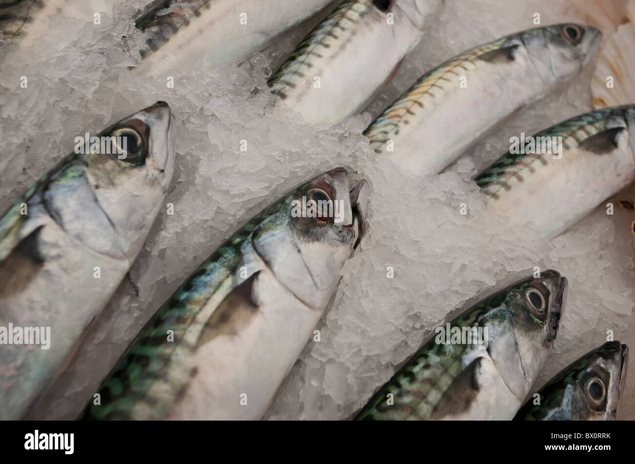 Makrele in Fischgeschäften Schaufenster. Stockfoto