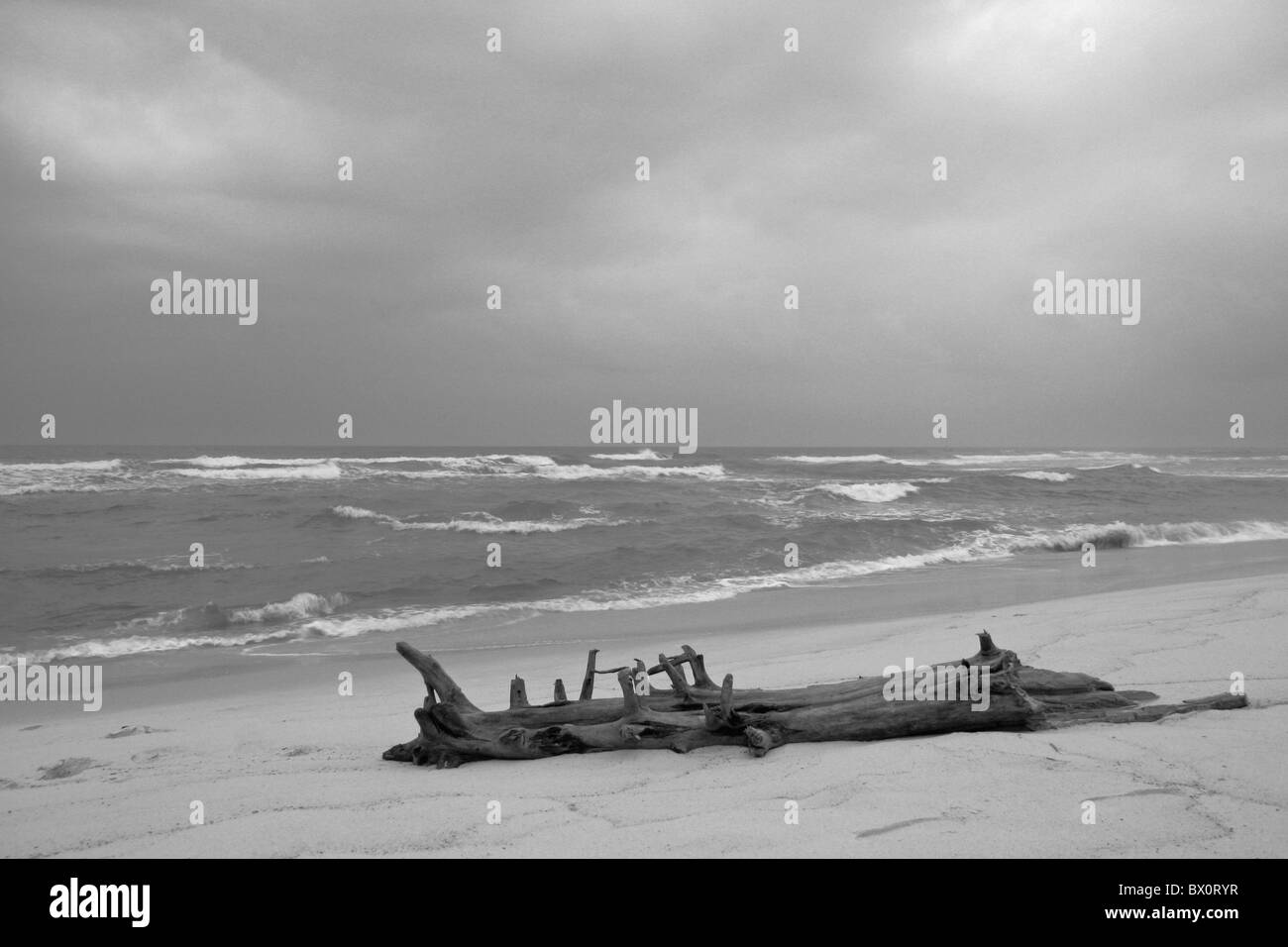 dunkle stürmische Meer Golf von Mexiko Himmel sandigen Strand mit großen Holz Baum Schutt auf Sand schwarz und weiss Stockfoto