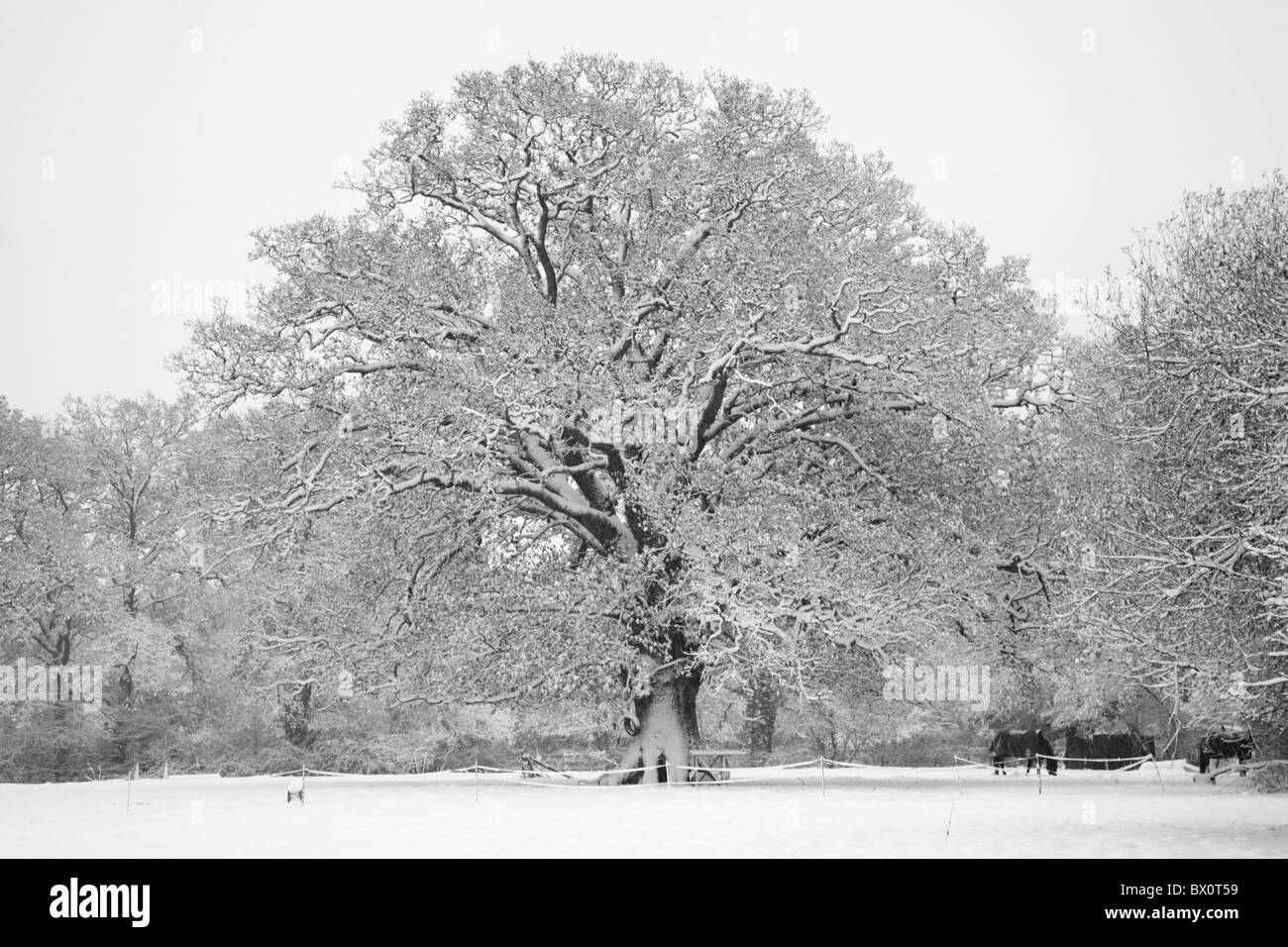Baum mit Schnee bedeckt Stockfoto