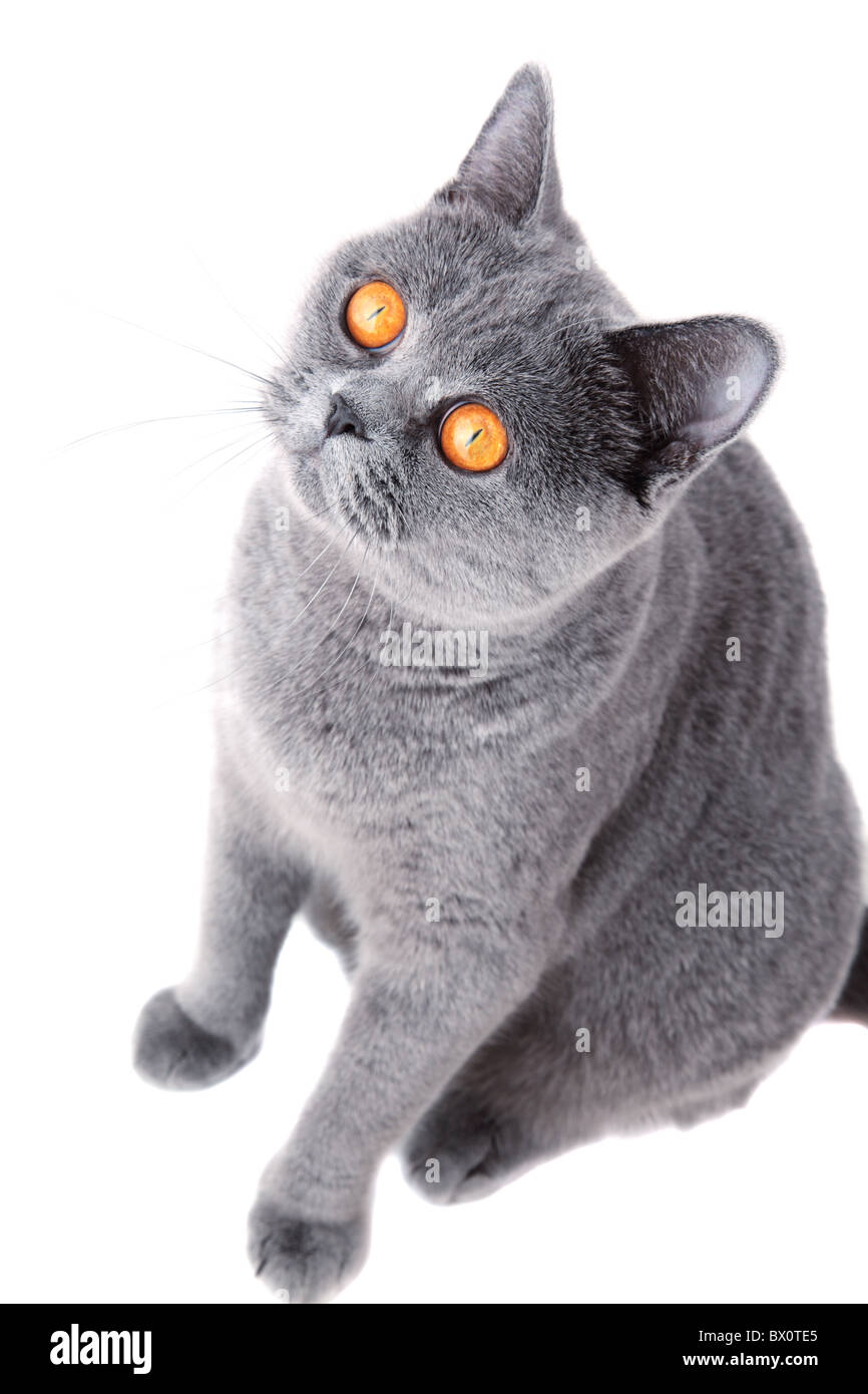 wunderschöne grau britische Katze isoliert auf weißem Hintergrund hautnah Stockfoto