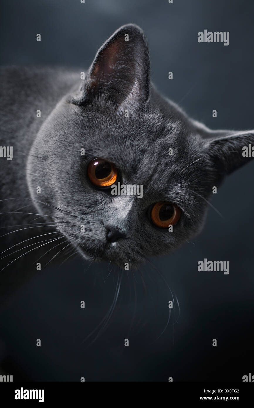 Katze mit gelben Augen auf schwarzem Hintergrund Stockfoto