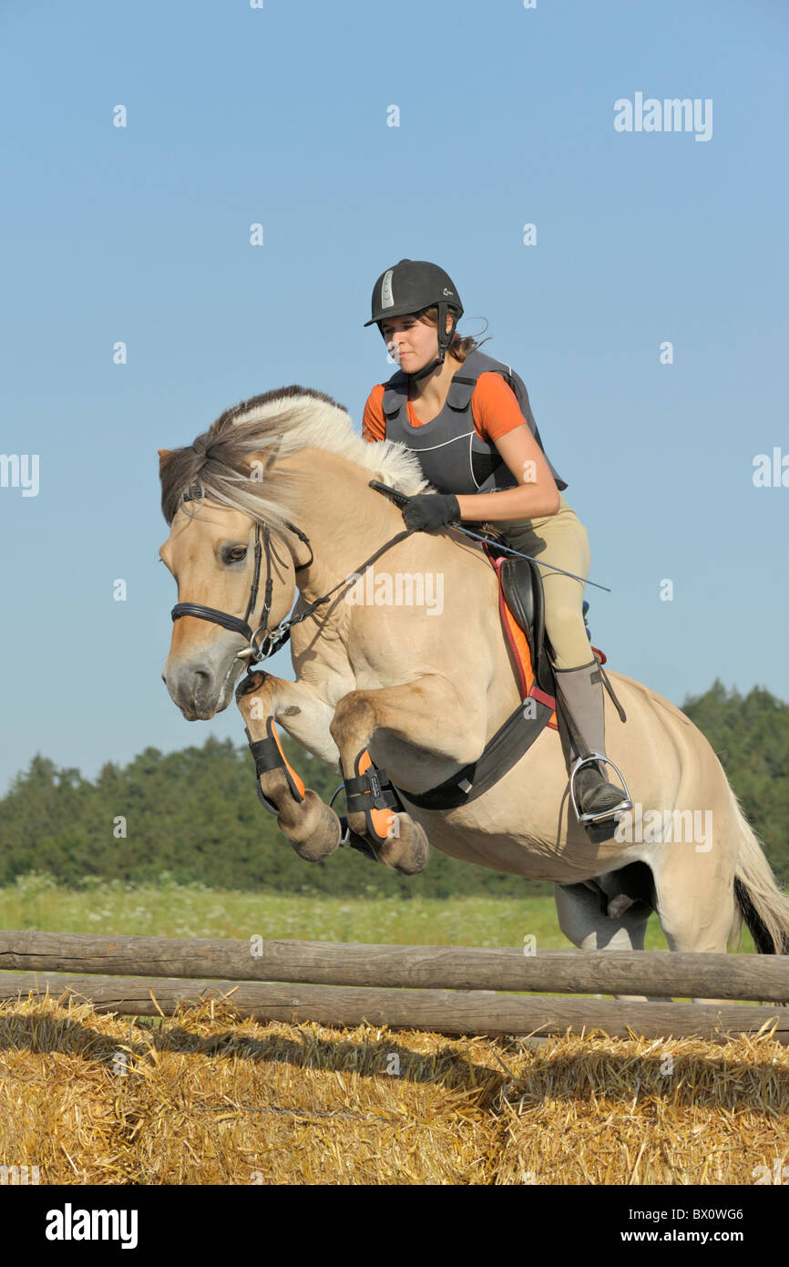 Junge Reiter springen auf Rückseite des norwegischen Pferd Stockfoto