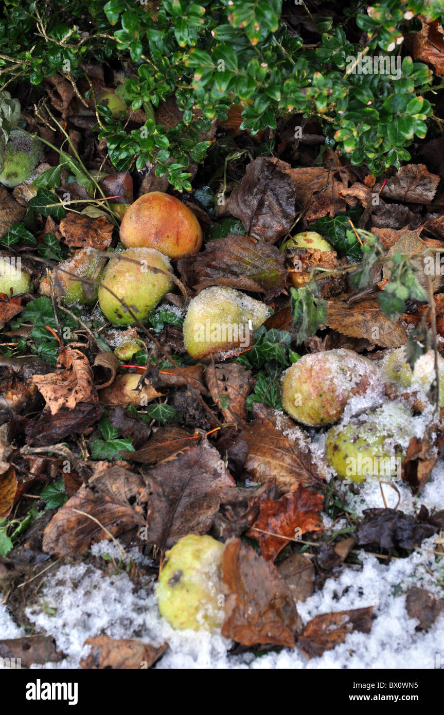 Windfall Äpfel und Blätter bedeckt mit einer leichten Prise Herbst Schnee in einem englischen Garten 2010. Stockfoto