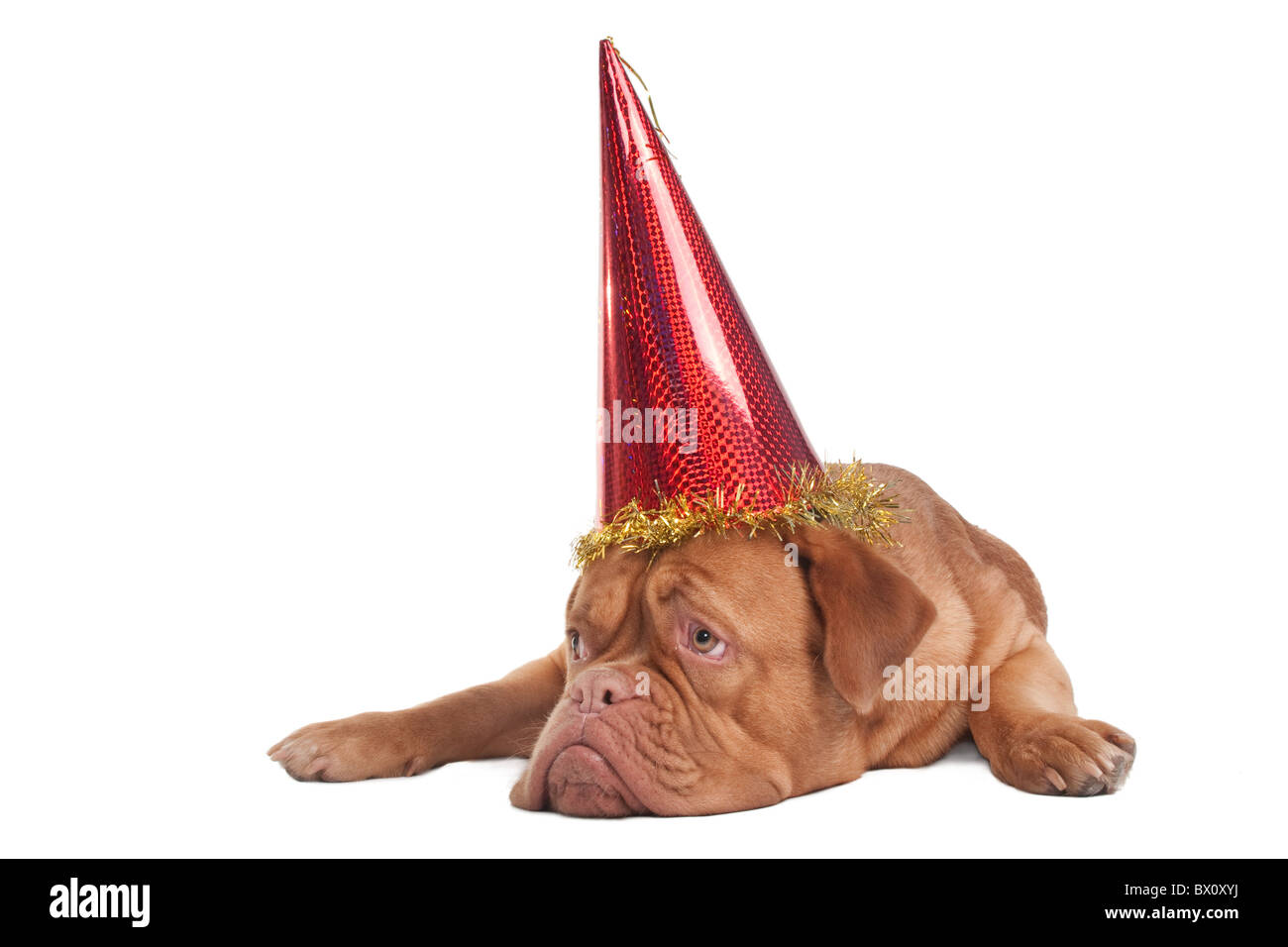 Neugierig Dogge de Bordeaux Welpen mit Partyhut Stockfoto