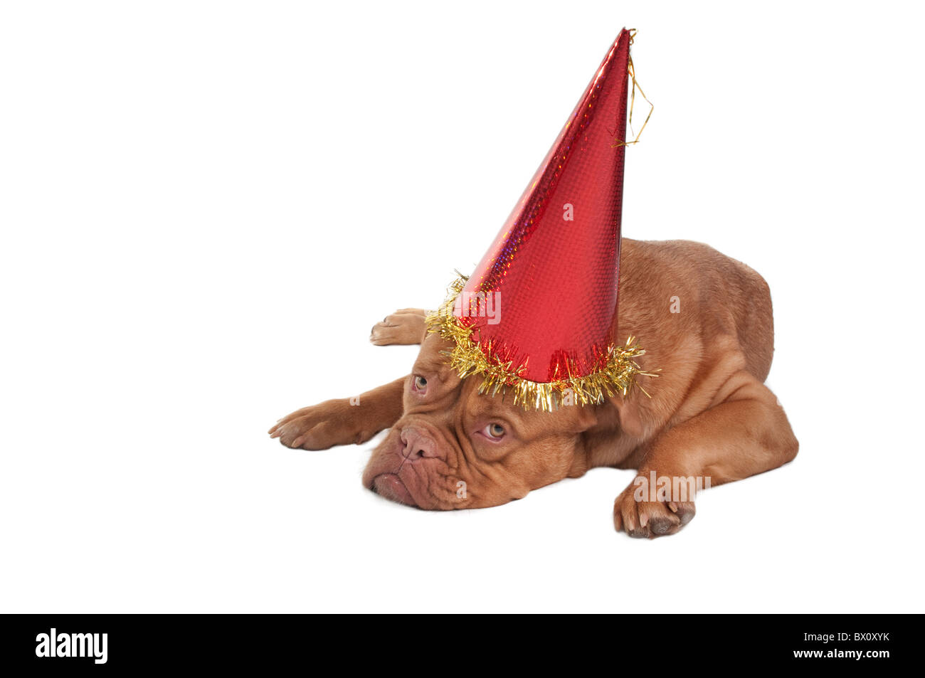 Dogge de Bordeaux Welpen mit Partyhut Stockfoto
