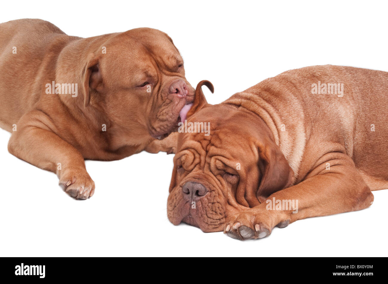 Hund leckt Ohr des Freundes Stockfotografie - Alamy