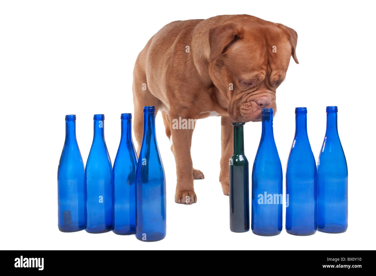 Großen Dogge de Bordeaux riechen den Hals einer leeren Weinflasche Stockfoto