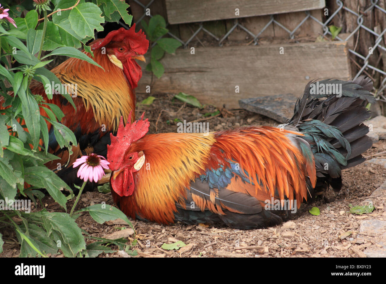 Bunte Hahn Stockfoto