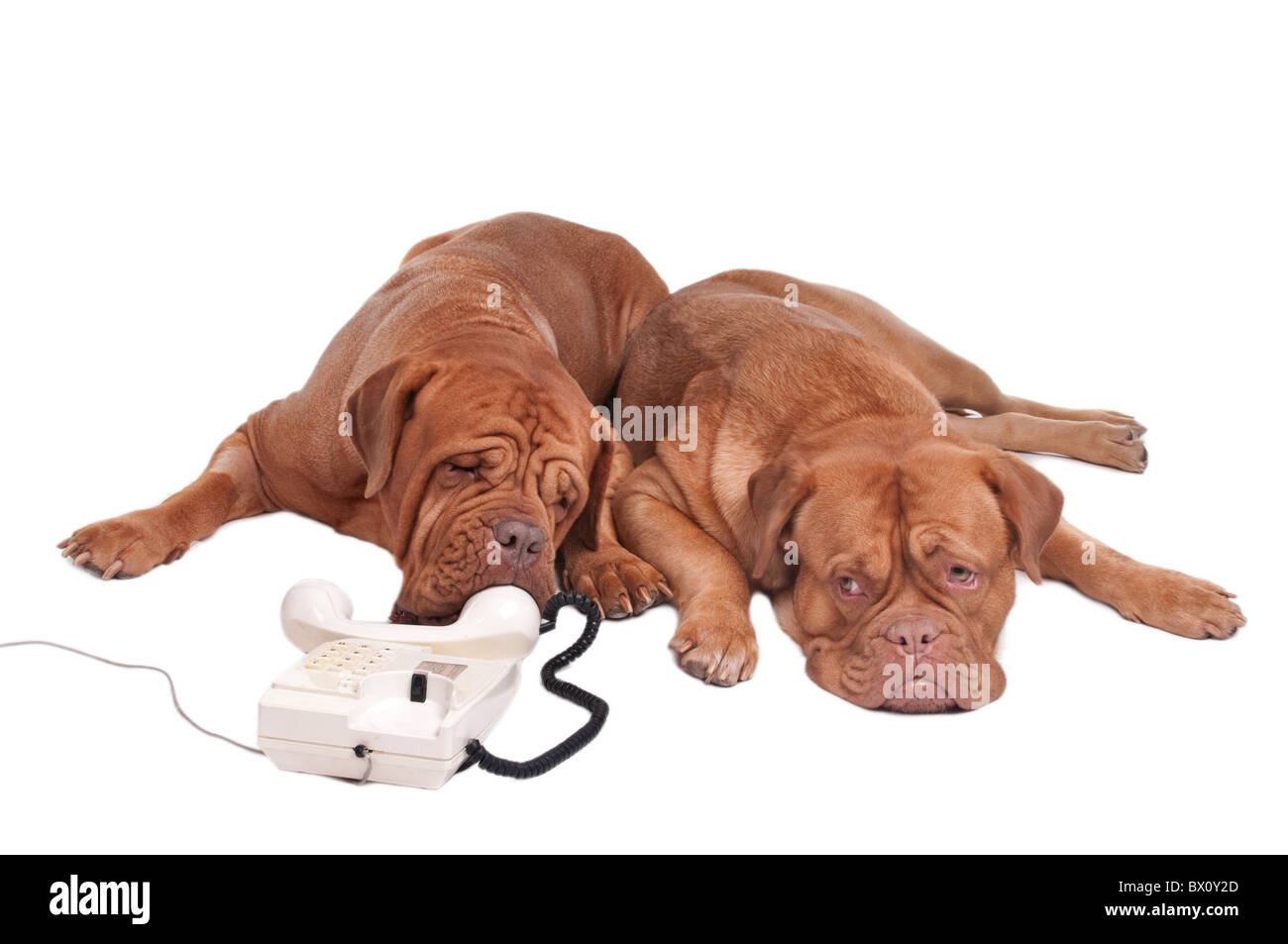 Bellender Hund Ausgeschnittene Stockfotos und -bilder - Alamy