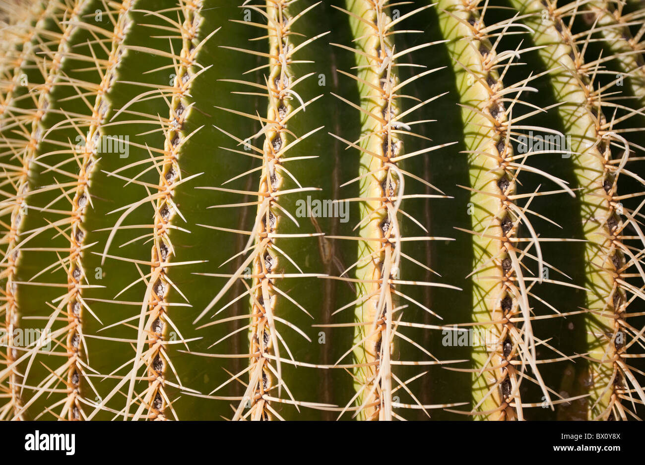 Eine Kaktus-Nahaufnahme. Stockfoto