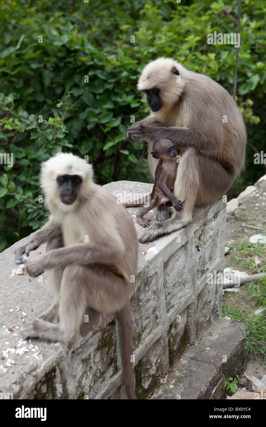 tierische Affen Natur Biologie Indien Fuß Widlife Indian Stockfoto