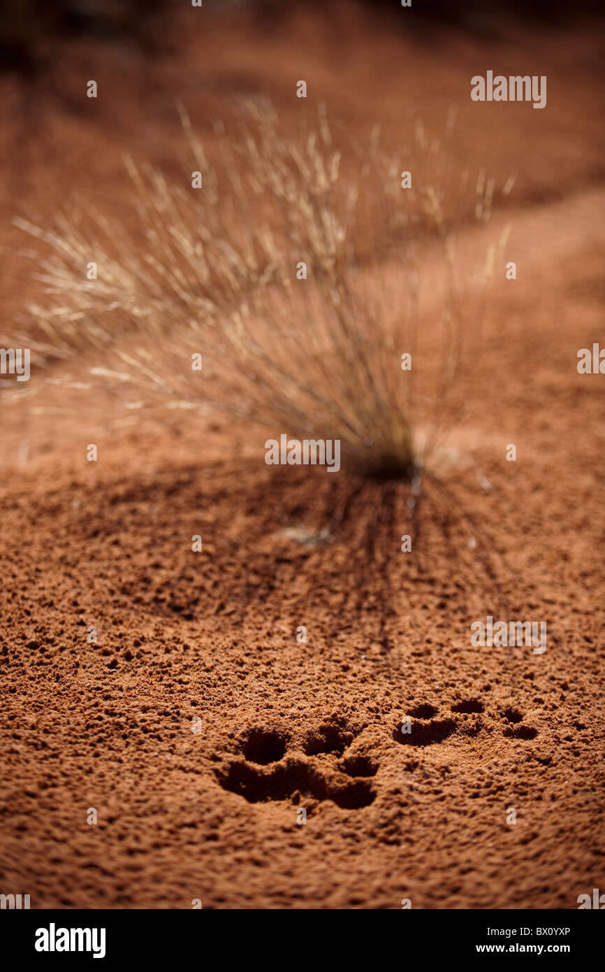 Junge Fußspuren Löwenbabys im Sand Wildreservat in Südafrika. Stockfoto