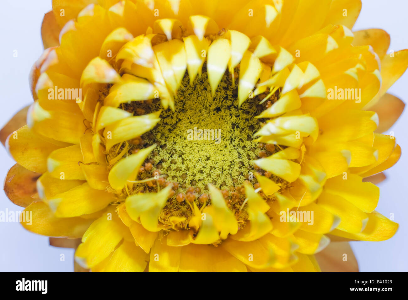 Strawflower "Helichrysum Bracteatum' Blüte nah Stockfoto