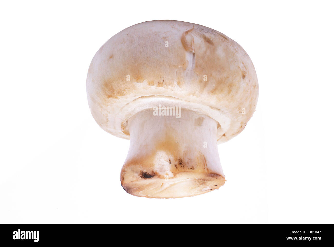 Champignon Pilz Makro isoliert auf weißem Hintergrund. Stockfoto