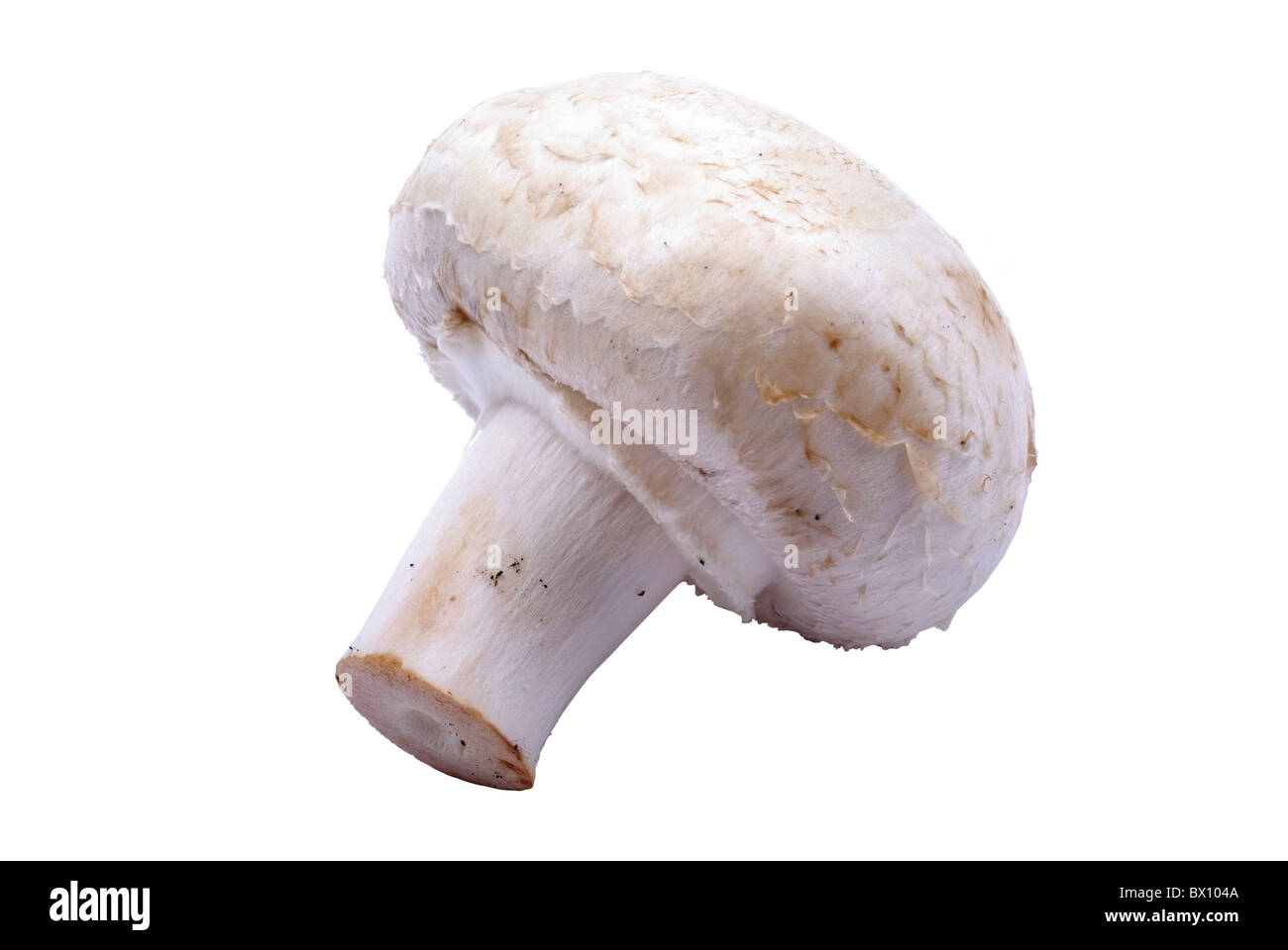 Champignon Pilz Makro auf dem weißen Hintergrund isoliert. Stockfoto