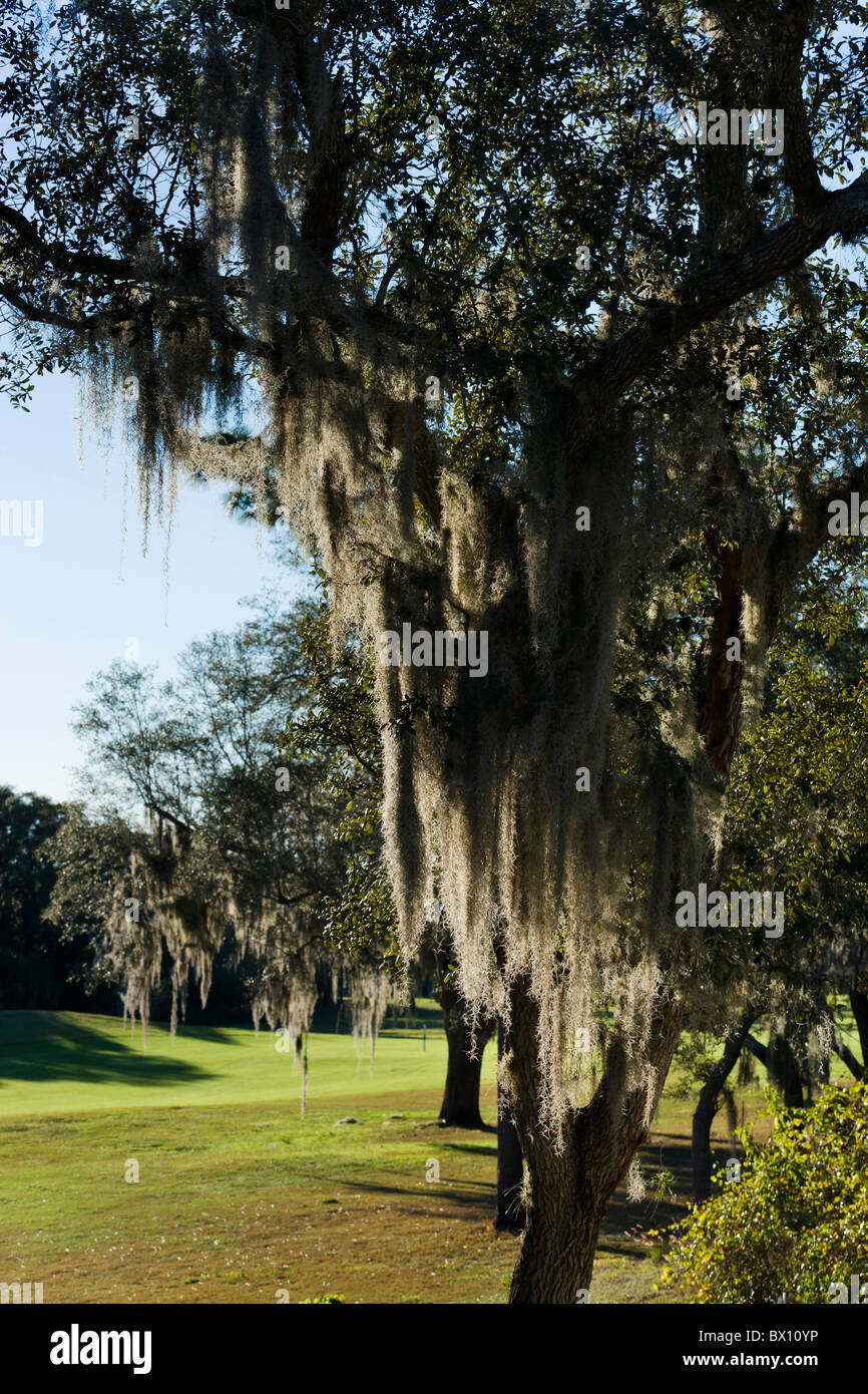 Spanischem Moos (Tillandsia Usneoides) auf eine südliche Phaseneiche Baum, Zentral-Florida, USA Stockfoto