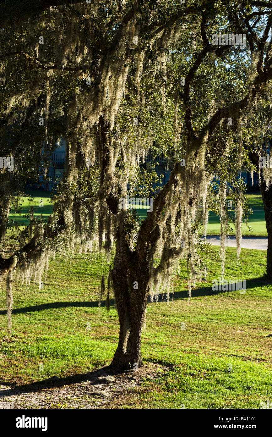 Spanischem Moos (Tillandsia Usneoides) auf eine südliche Phaseneiche Baum, Zentral-Florida, USA Stockfoto