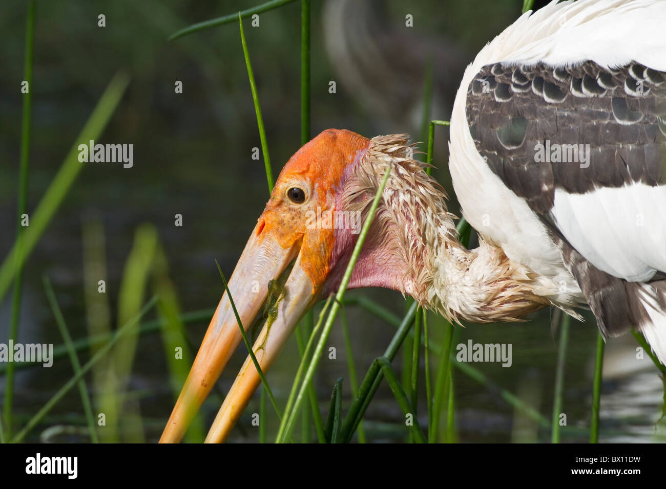 Bemalte Stork (Mycteria Leucocephala) auf einen Frosch essen/füttern Stockfoto