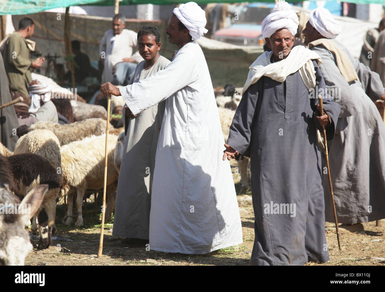 DARAW, Ägypten - Dezember 29: Arabische Bevölkerung sind wöchentlich Kamel und Vieh Markt am 29. Dezember 2009 bei Daraw, Assuan Feilschen Stockfoto