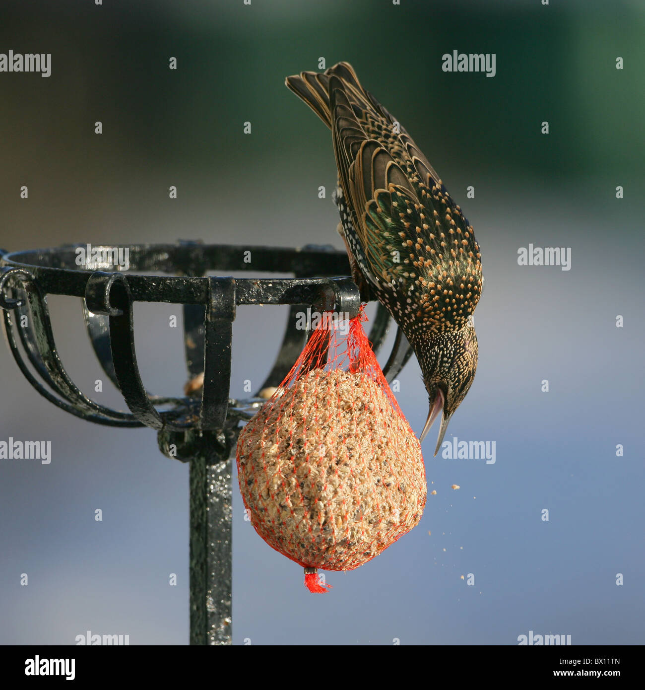 Ein Starling [Sturnus Vulgaris] auf [Fette Kugel] Futterhäuschen im Garten mit schillernden Gefieder glänzen im Sonnenlicht Stockfoto