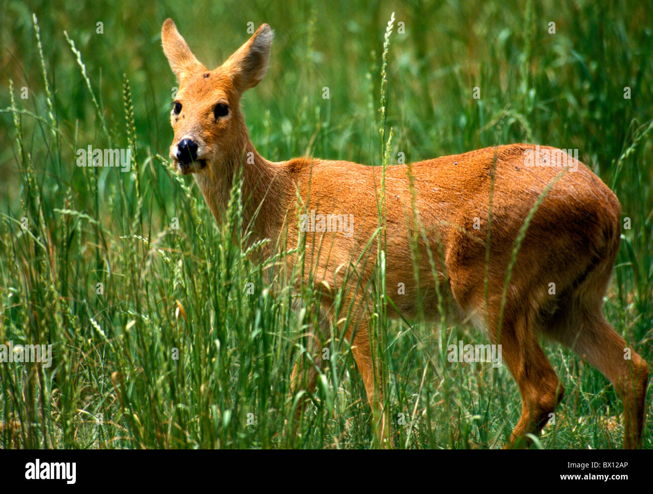 Tiere Hirsch Moschus tierischen Moschus Moschiferus Tiere Stockfoto