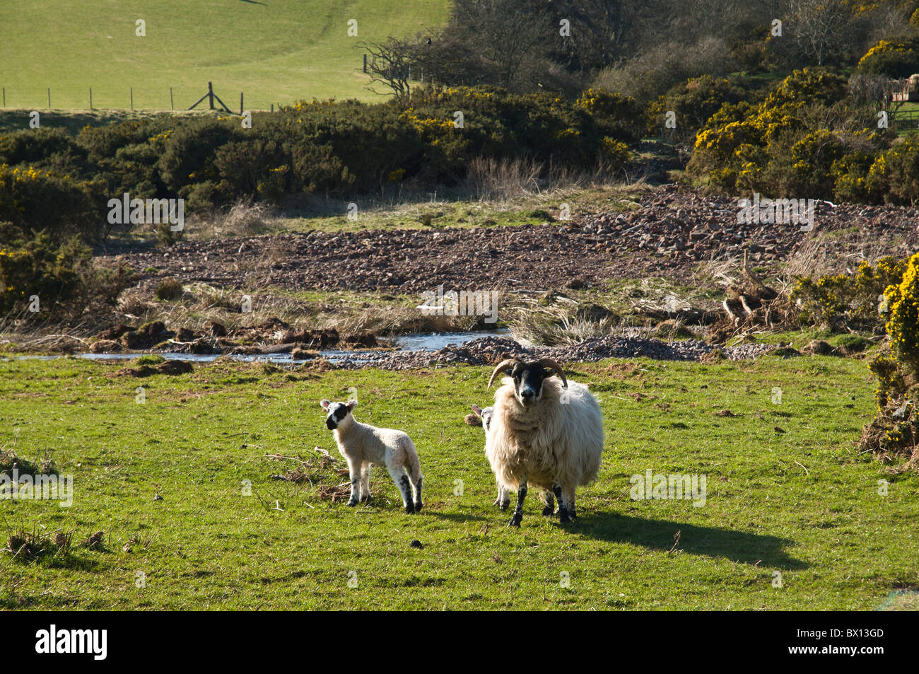 dh Scottish Grenze Schaf SCHOTTLAND Grenzen schwarz gesichtes Mutterschafe großbritannien weiblich ein geschwärztes Schaf Lamm Stockfoto