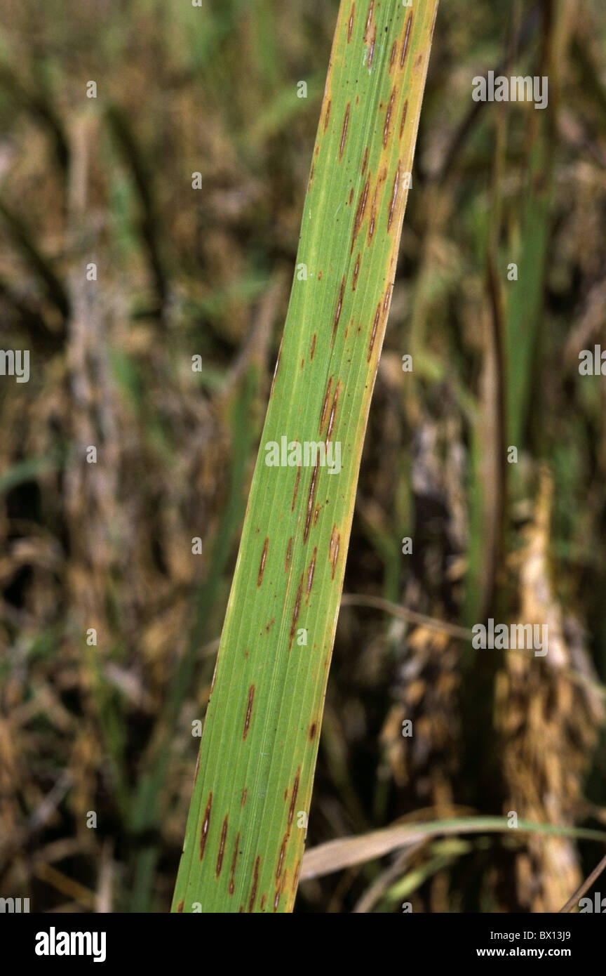 Schmalen braunen Fleck (Cercospora Oryzae) Läsionen auf einem Blatt Reis, Thailand Stockfoto