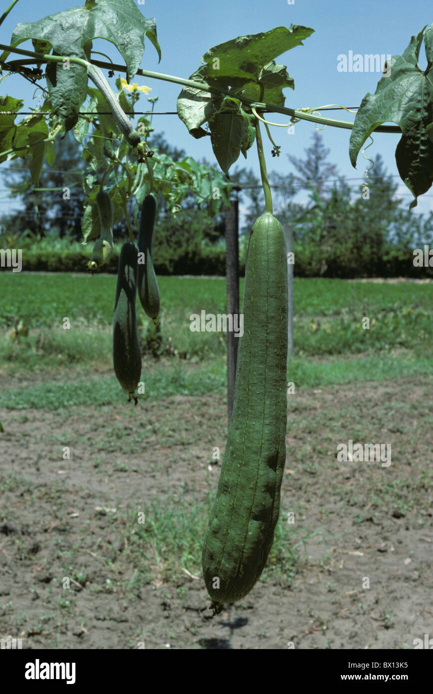 Früchte einer Pflanze Luffa (Luffa Cylindrica) auf ein Spalier, Kolumbien Stockfoto