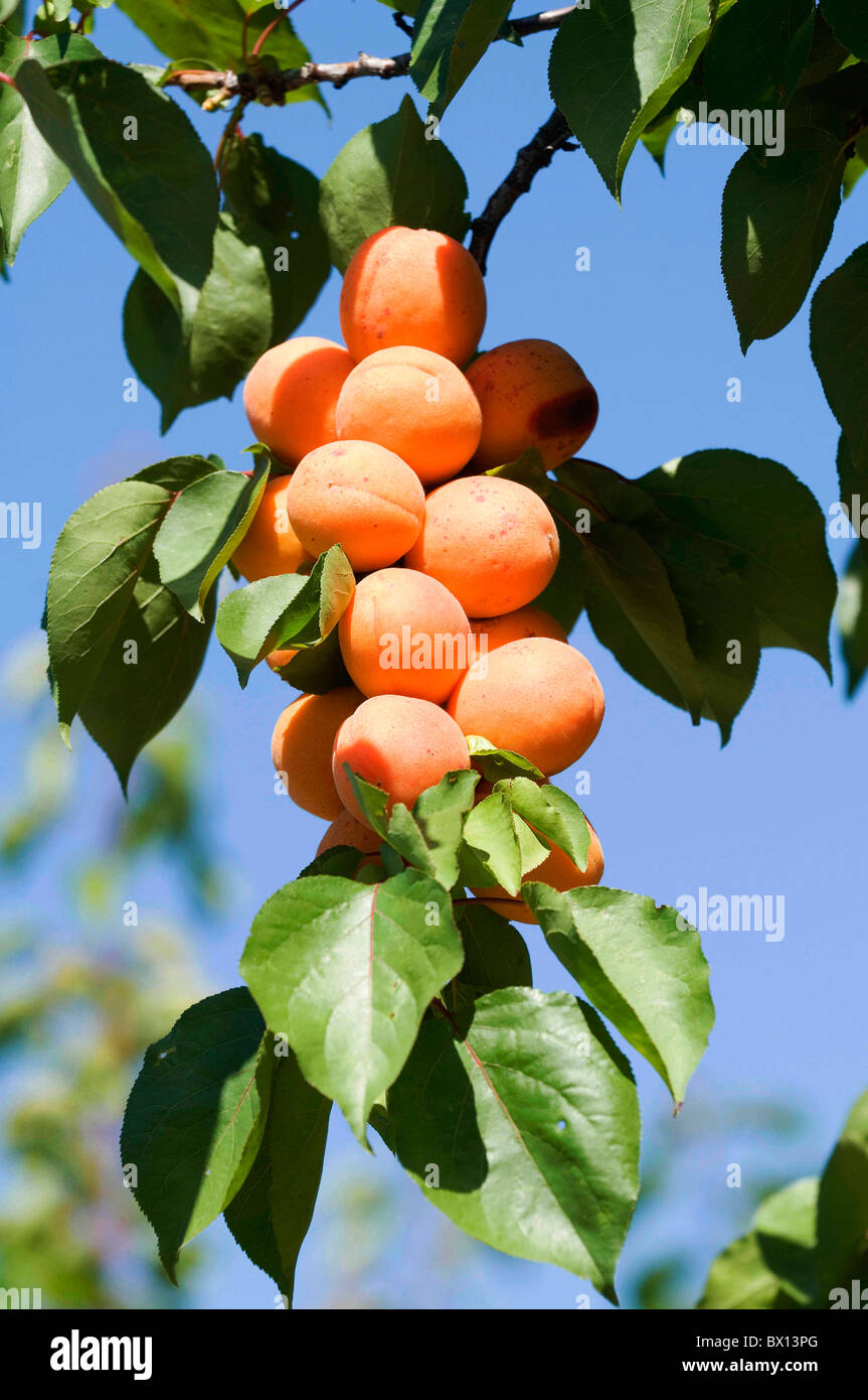 Aprikosen Stockfoto