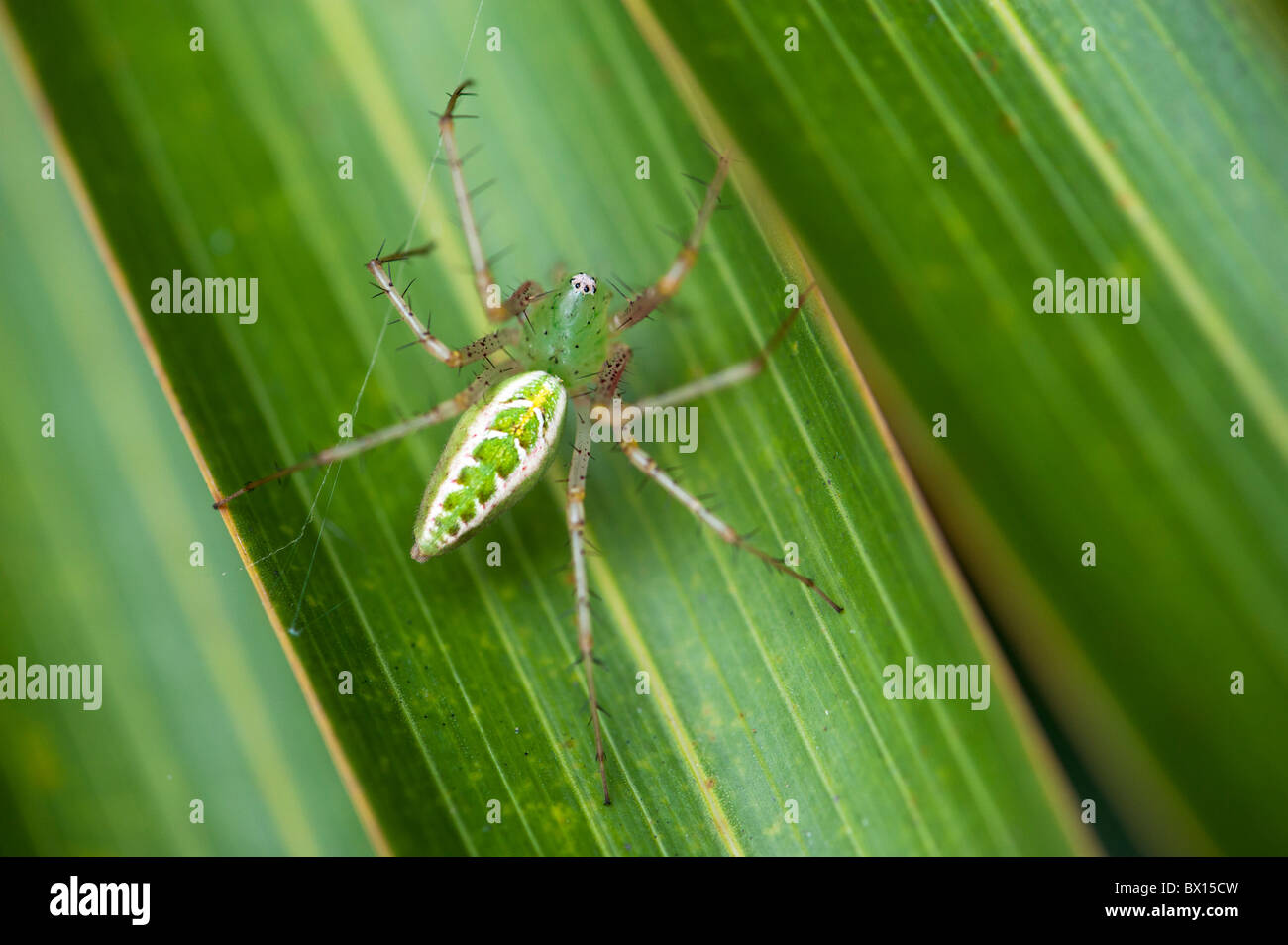 Grün-Lynx Spinne auf einem Blatt in Indien Stockfoto