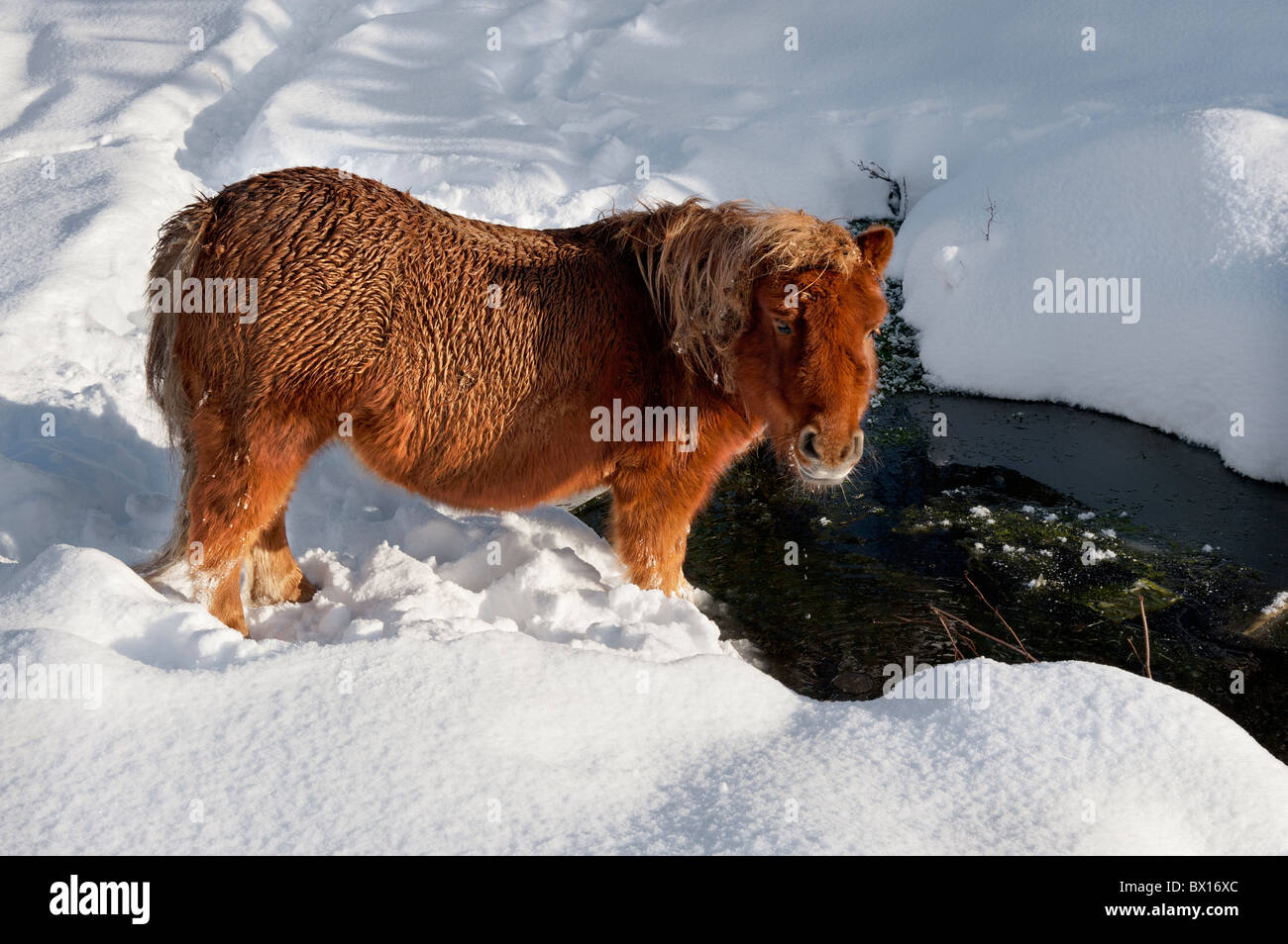 Pony bei winterlichen Bedingungen Stockfoto