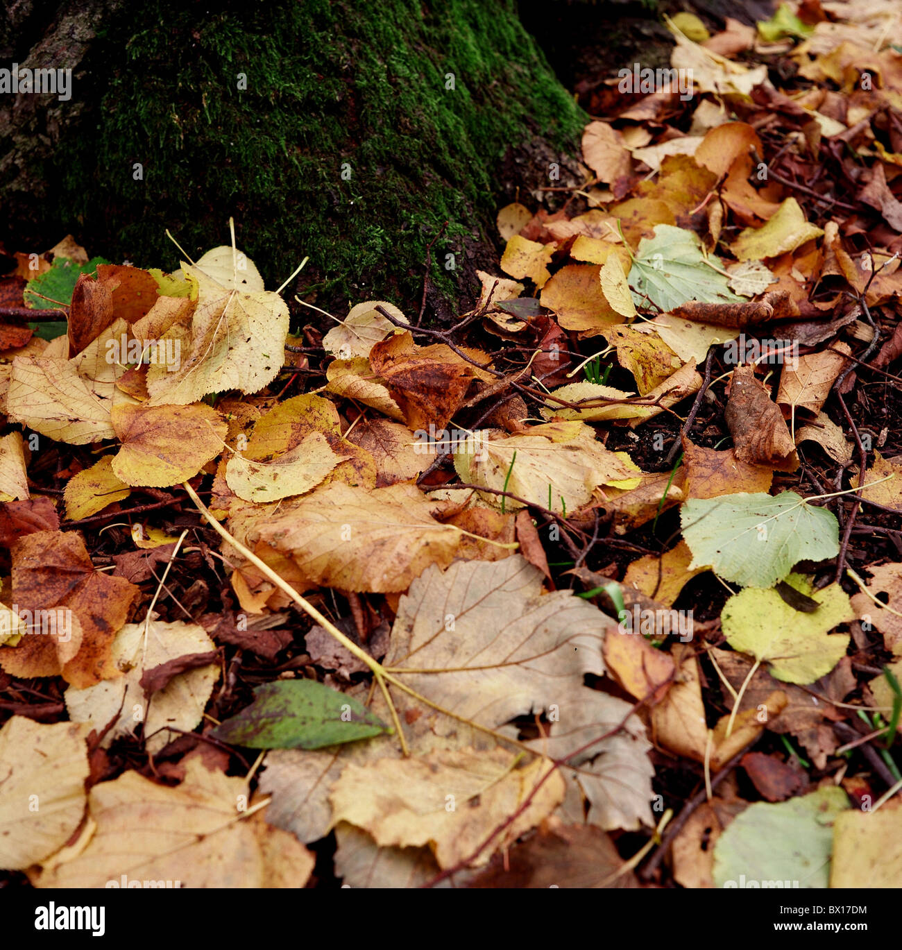 Herbstlaub in Bournemouth untere Gärten Stockfoto