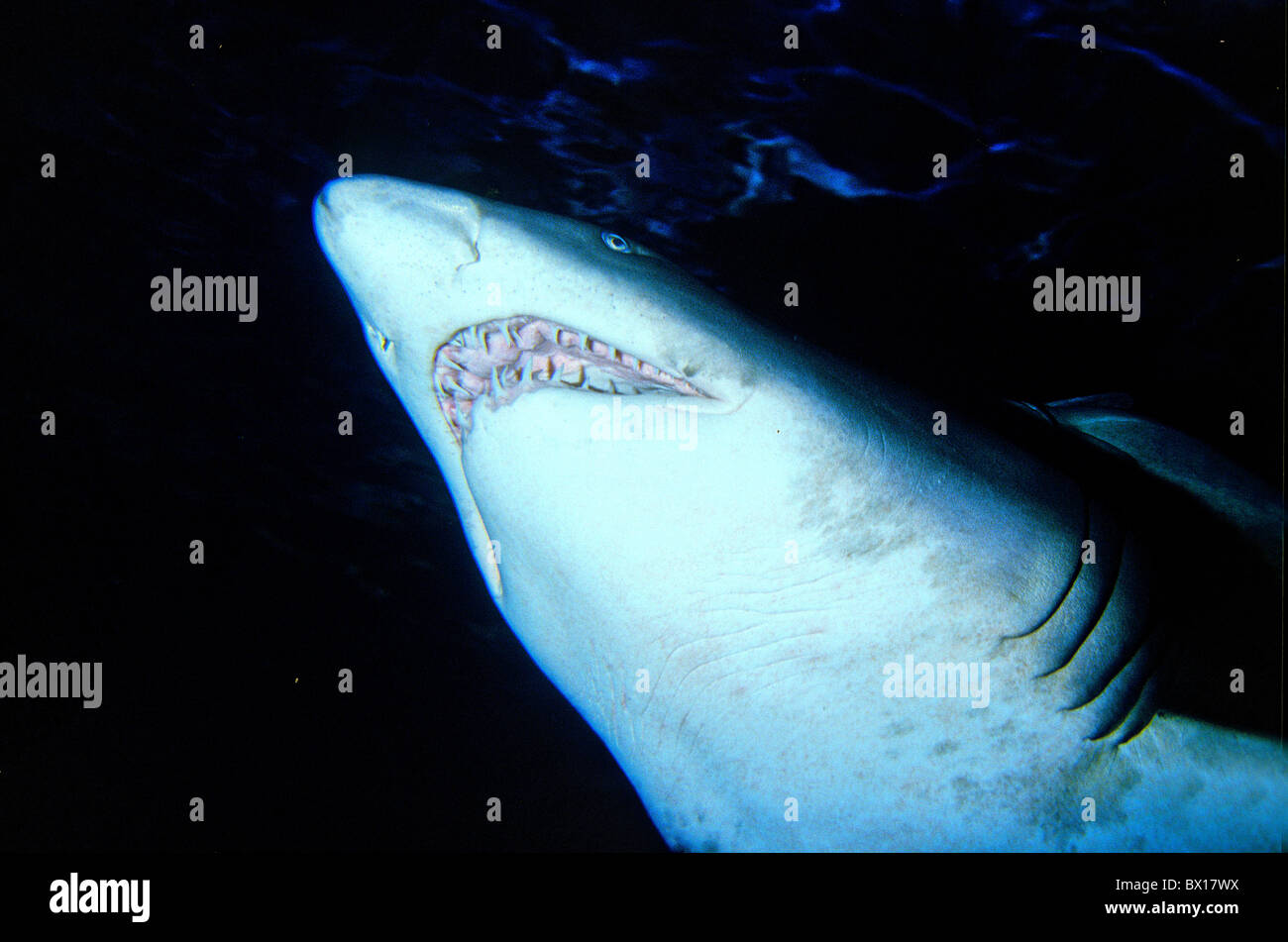 Eugomphodus Taurus Squalo Toro Hai Sandtiger Shark Fish Tiere Unterwasser Jemen Arabien Orient Stockfoto