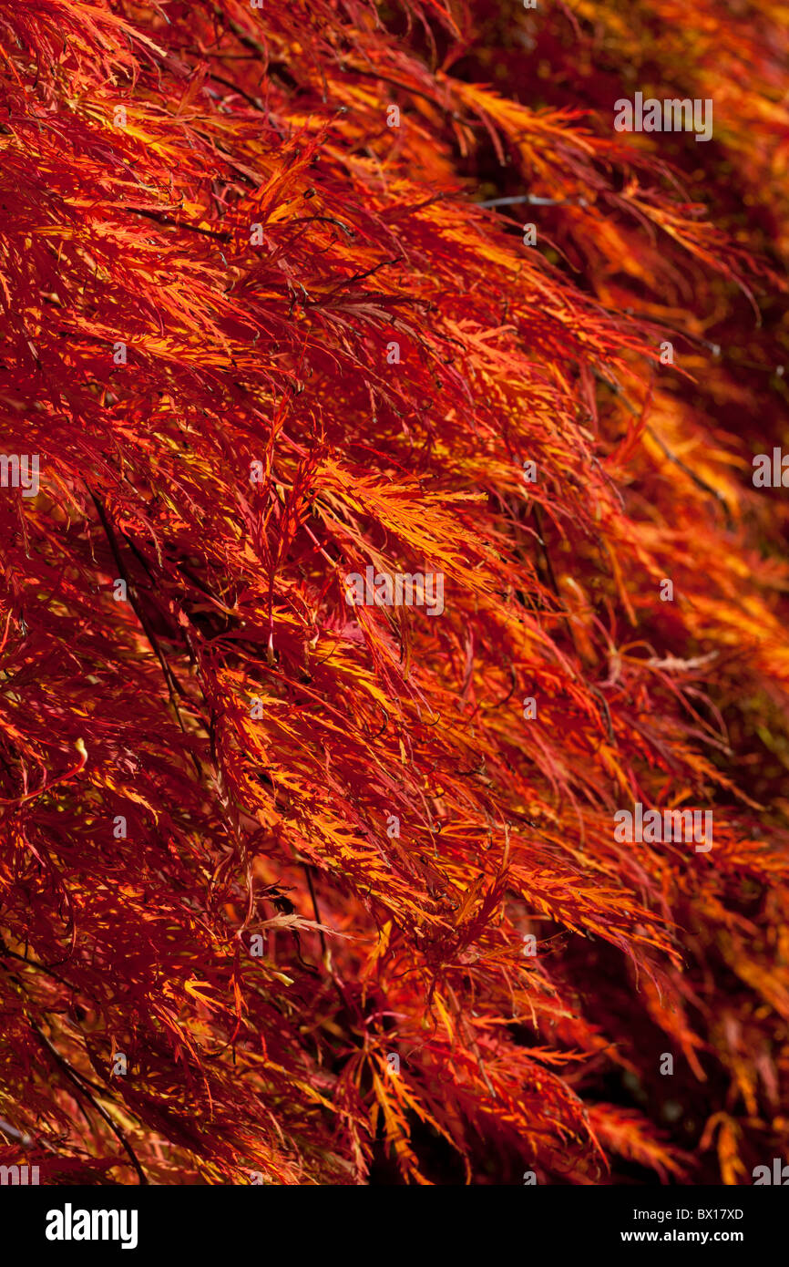 Lebendige Flamme orange rote Laub Acer Palmatum 'Dissectum Atropurpureum Gruppe"im Herbst Stockfoto