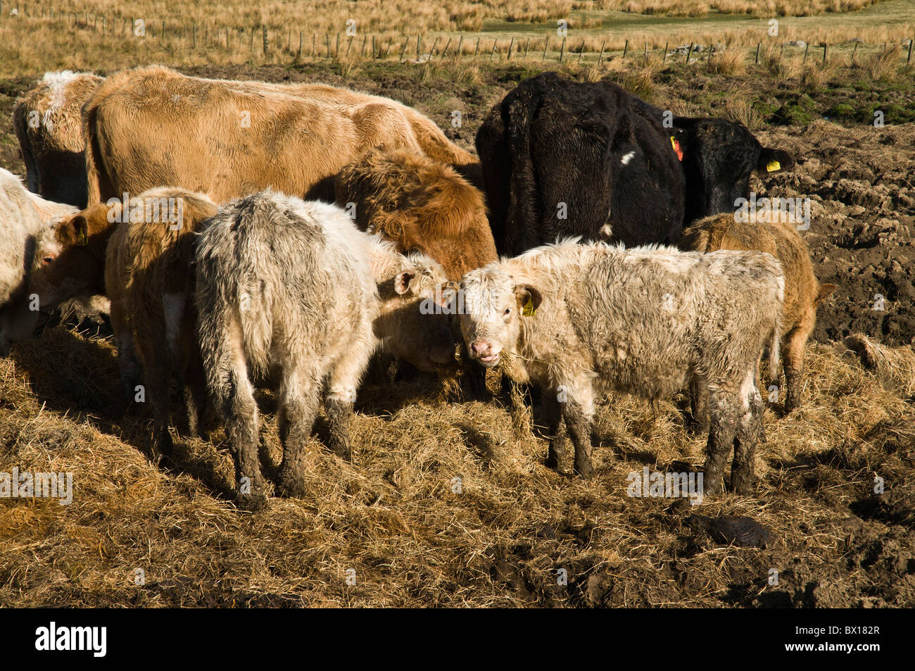 dh Rinder Rinder RINDER UK Hill Farming Kühe, die Winterfutter fressen Stockfoto