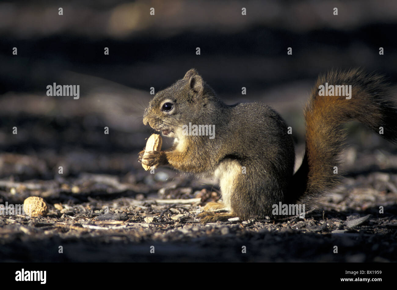 Alaska Eichhörnchen Tamiasciurus Hudsonicus USA Amerika Vereinigte Staaten Essen Tier Stockfoto
