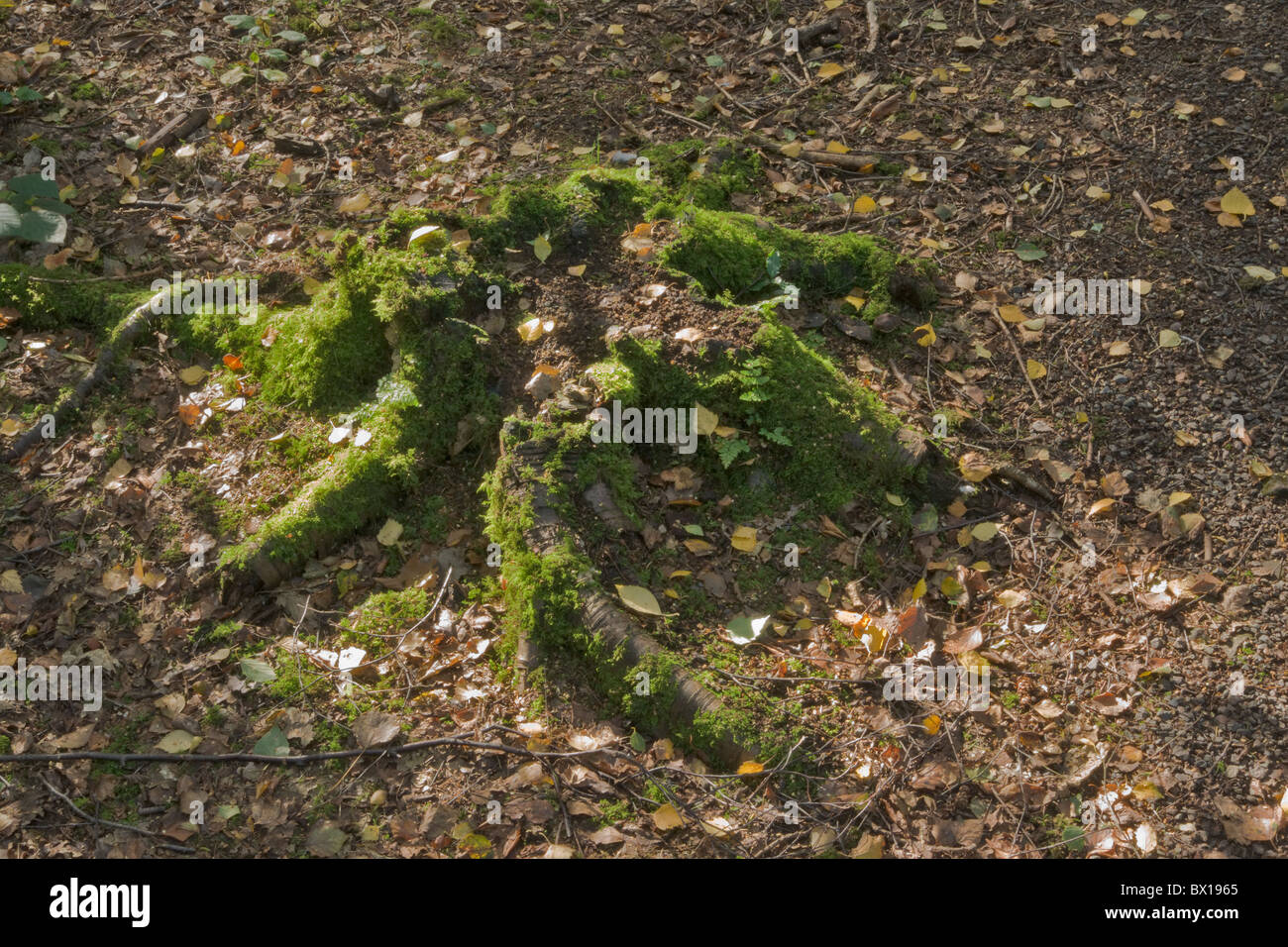 Alten bemoosten Baumstumpf. Stockfoto