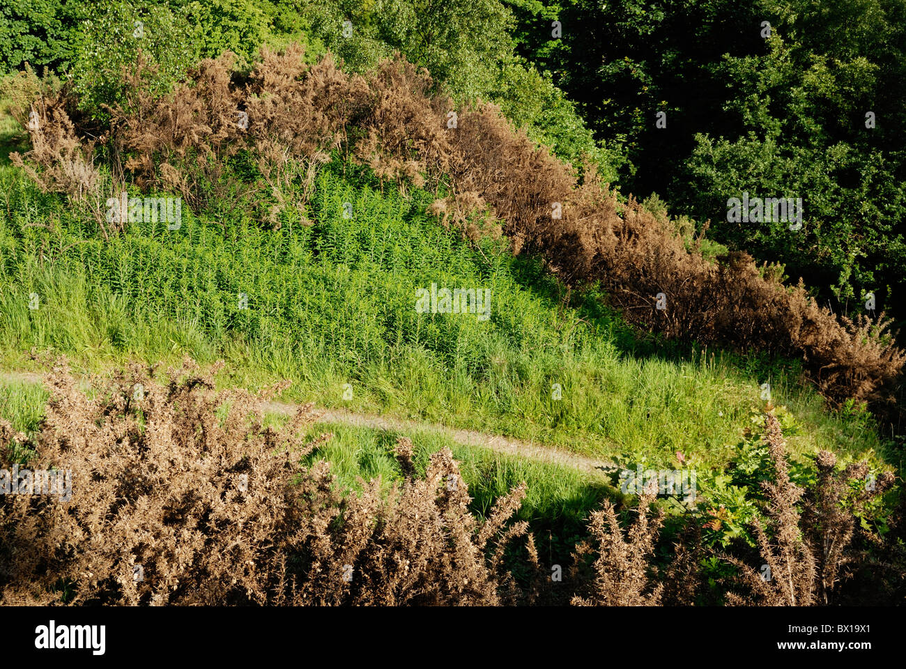 Neues Wachstum von Rosebay Wilowherb Epilobium augustifolium nach dem Brand, Wales, Großbritannien. Stockfoto