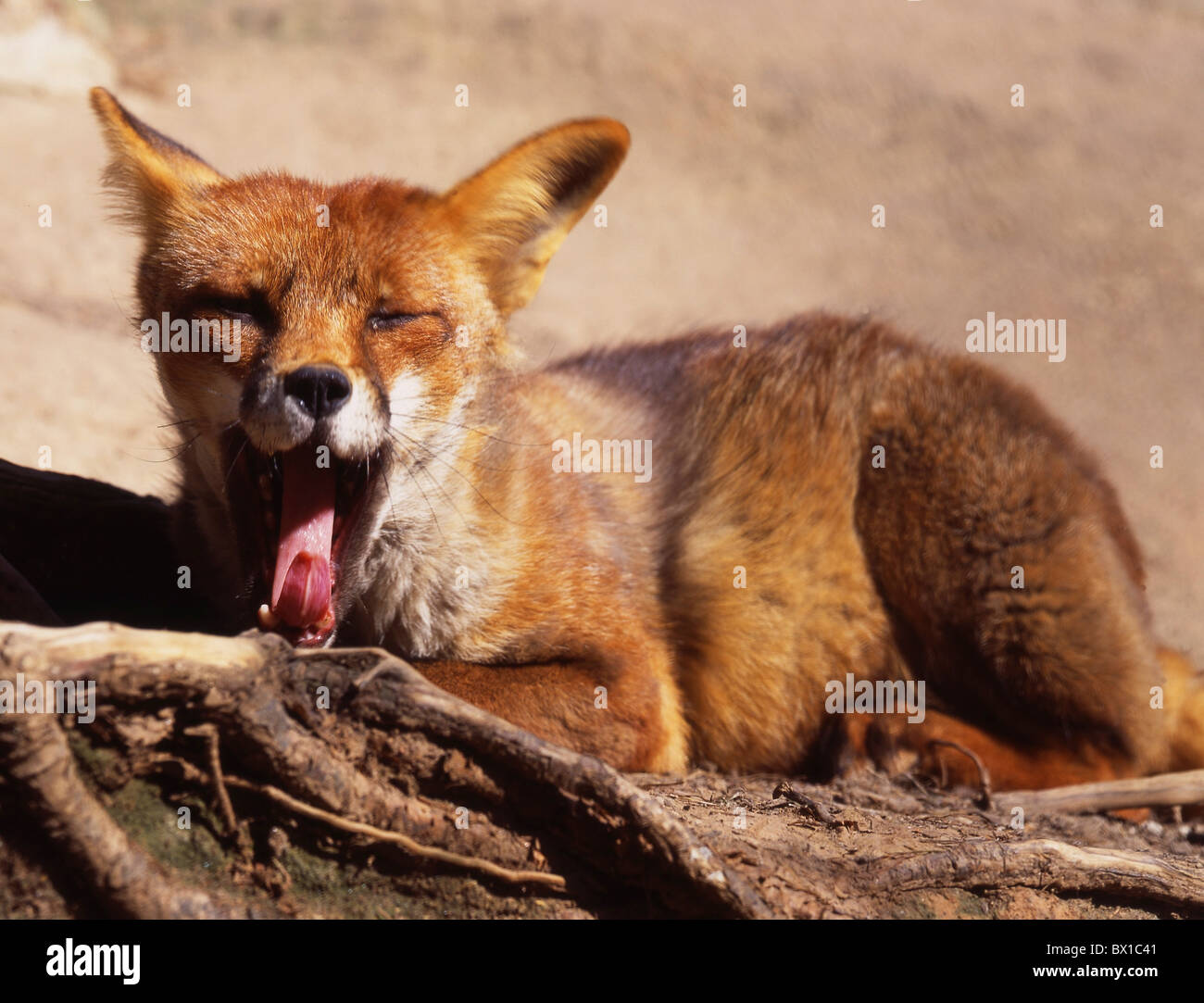 Tier Tiere Fuchs junger Fuchs müde Natur neue müde Gähnen wilde junge junge Stockfoto