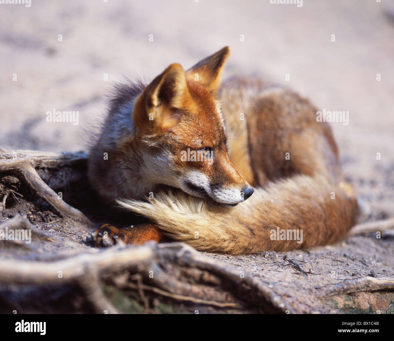 Tier Tiere Fuchs Fox Gletscher Eis Moräne neue wilde junge Stockfoto