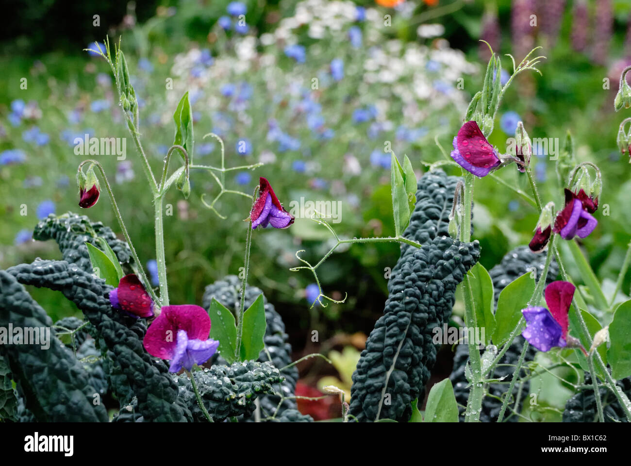 Platterbse man, Erbse, "Matucana" mit Brassica Oleracea var. Acephala, Grünkohl, Nero di Toscana und Cottage Garten Blumen. Stockfoto